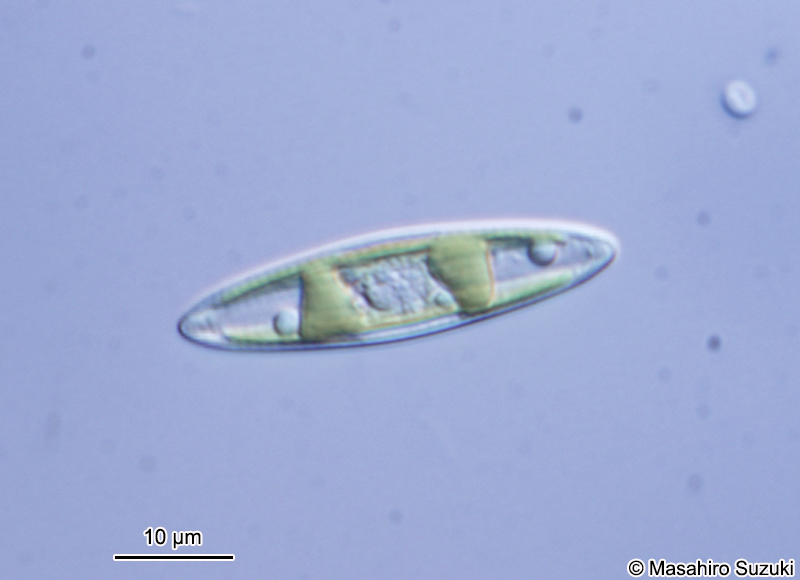 フネケイソウ科 Naviculaceae